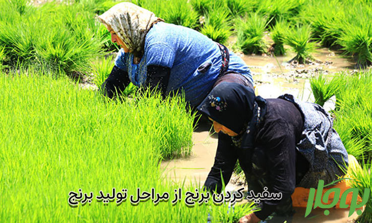 سفید کردن برنج از مراحل تولید برنج